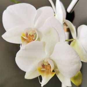 Meet your Posher, Paige